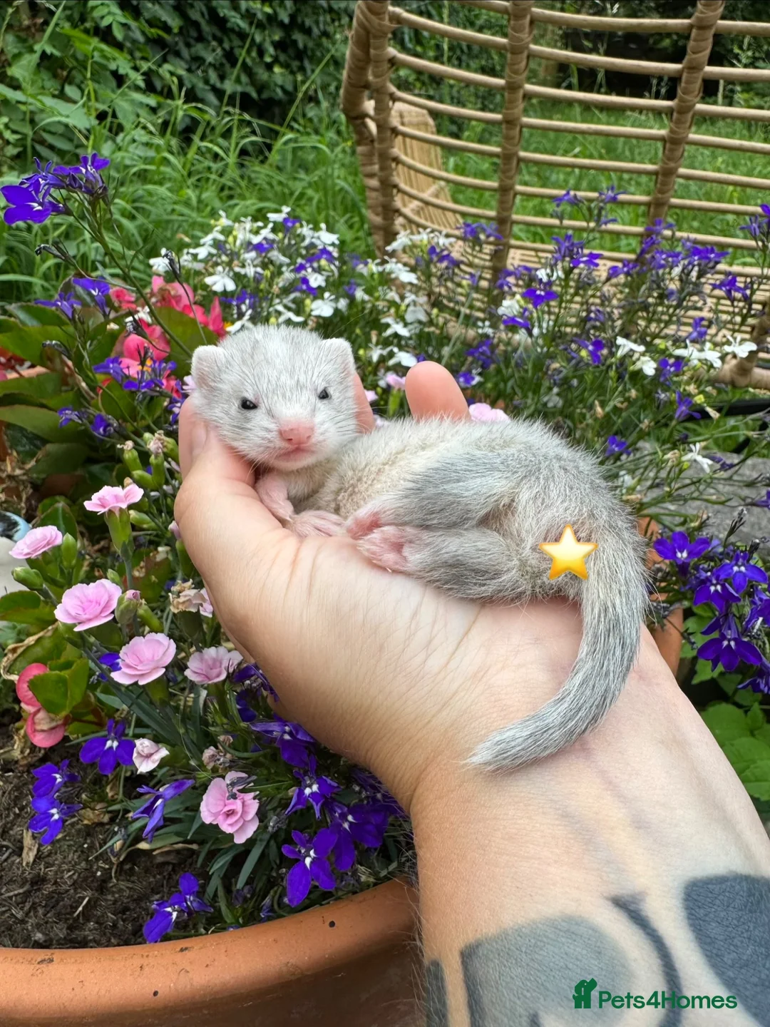 Ferret rodents for sale: Micro/whippet ferret kits  in Leicester - Advert 1