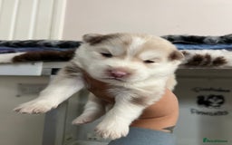 Pomsky dogs for sale: Pomsky puppies  - Image 5