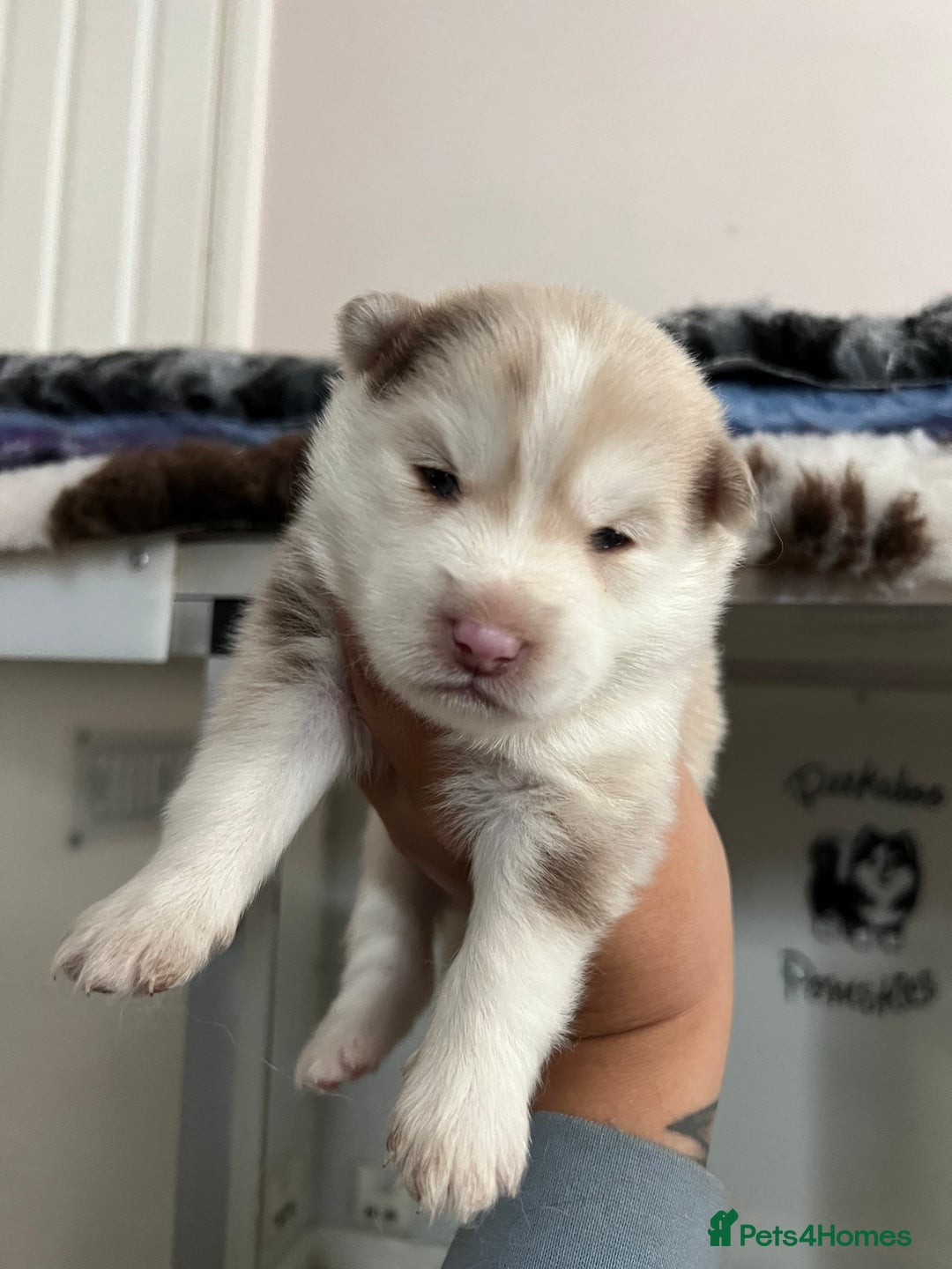 Pomsky dogs for sale: Pomsky puppies  - Image 5