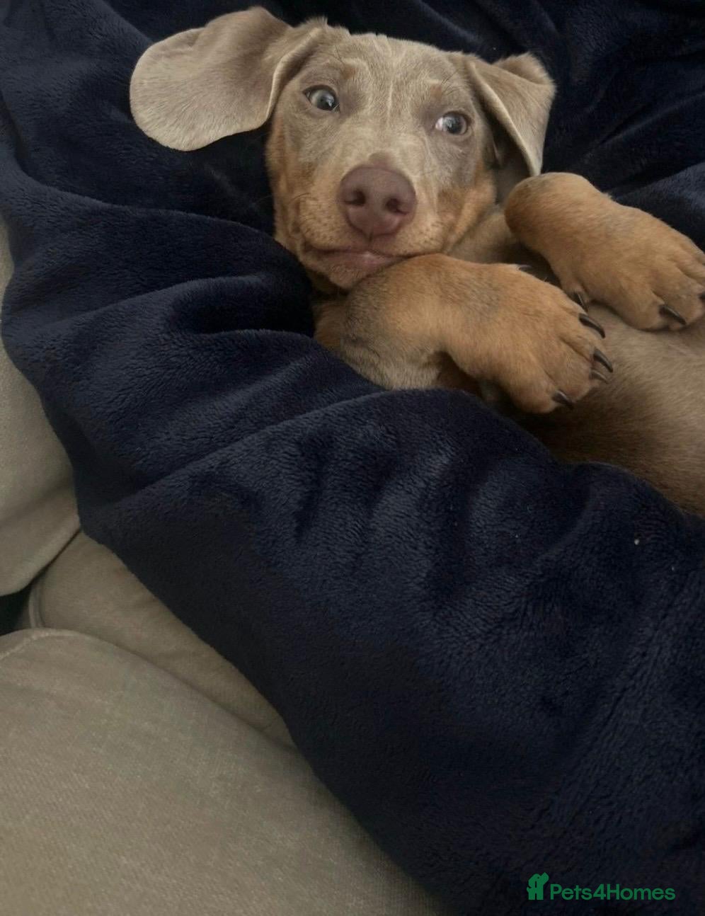 Miniature Dachshund dogs 6 month old Miniature dachshund  - Advert 1