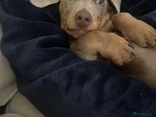 Miniature Dachshund dogs 6 month old Miniature dachshund - Advert 1