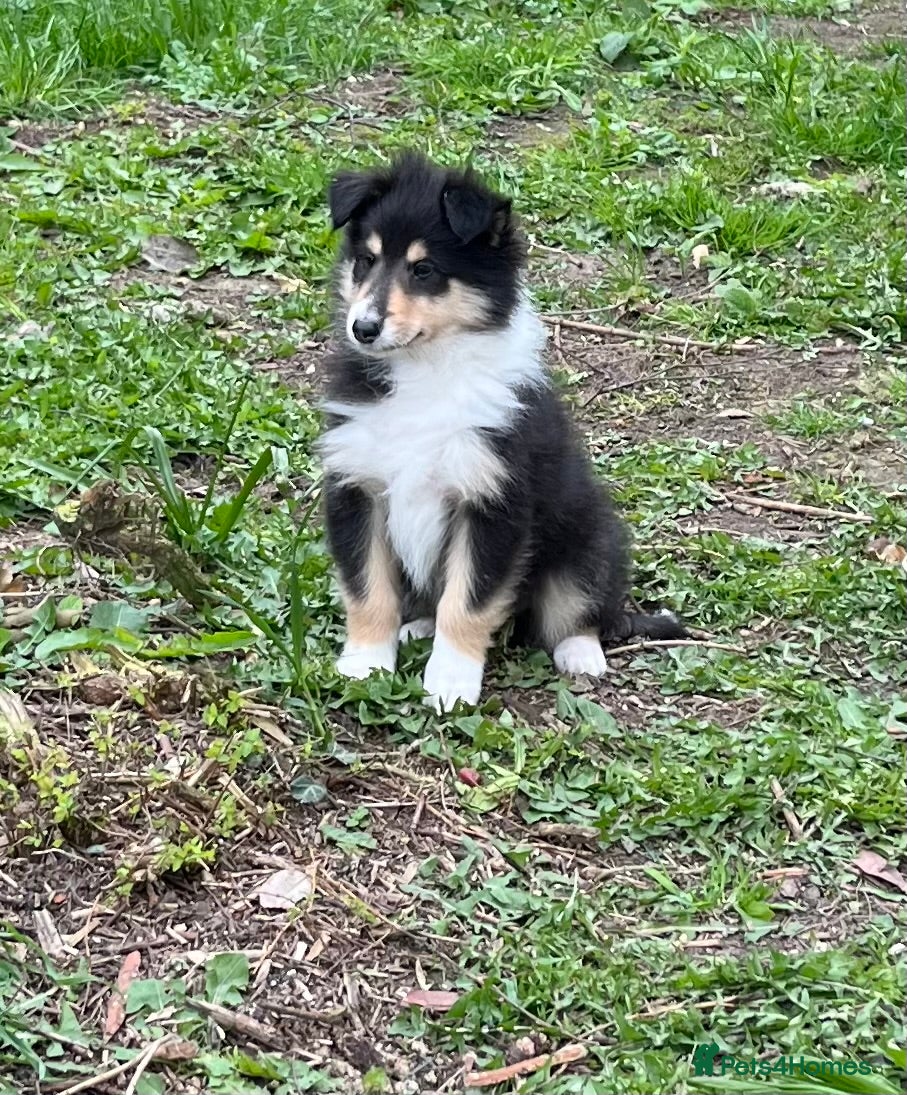 Rough Collie dogs 1 Gorgeous rough collie puppies wanting new homes  - Advert 1