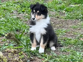 Rough Collie dogs 1 Gorgeous rough collie puppies wanting new homes - Advert 5