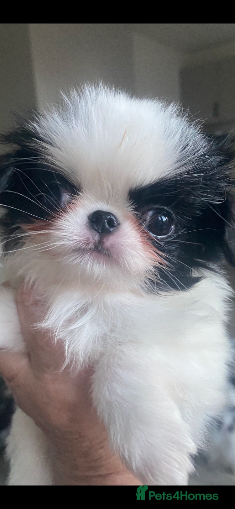 Japanese Chin dogs Stunning Japanese chin puppies last puppy  - Advert 1