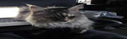 Maine Coon cats for sale: Cleo - Maine Coon - Looking for a loving home. - Advert 28