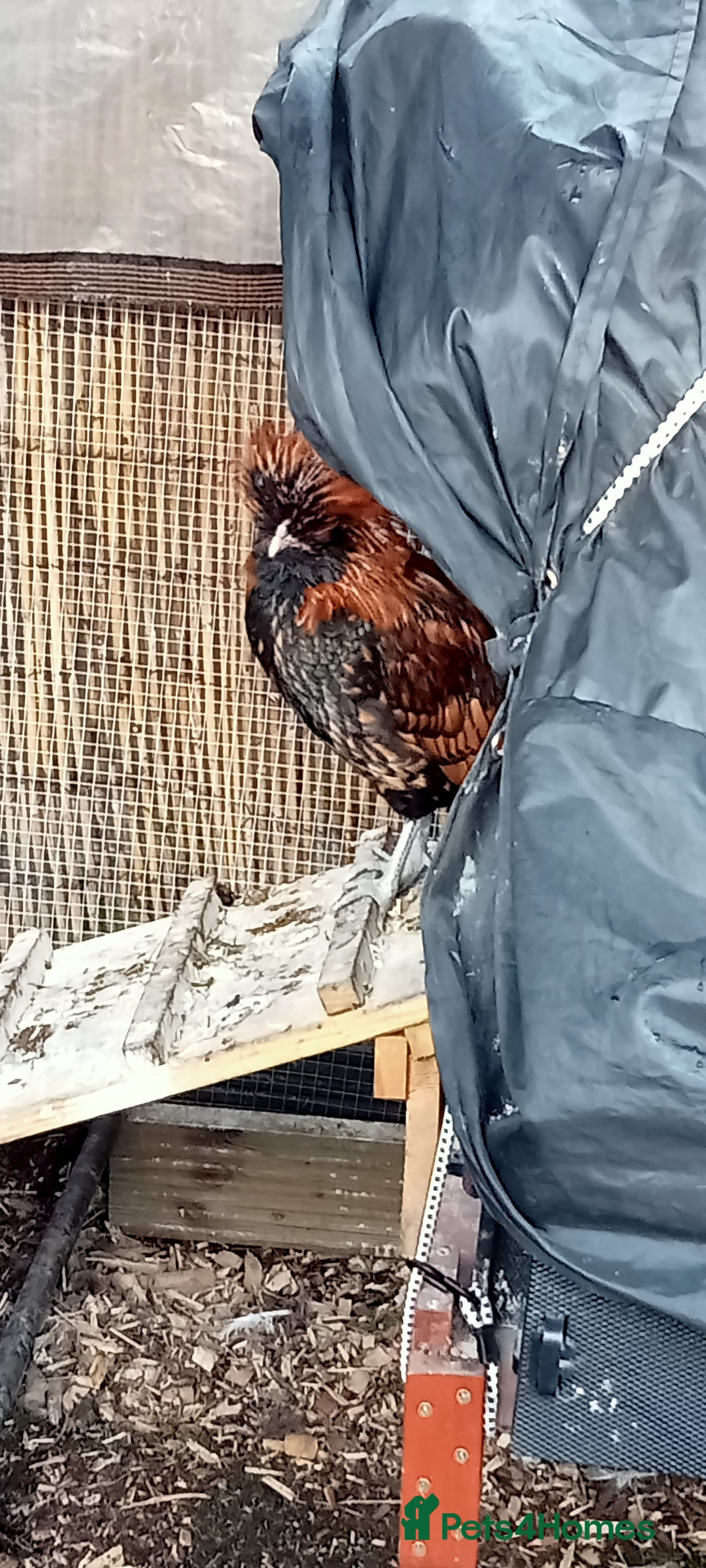 Chickens poultry for sale: Gold Laced Polish Silkie Rooster - Advert 1
