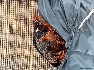 Chickens poultry Gold Laced Polish Silkie Rooster - Advert 10