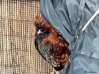 Chickens poultry Gold Laced Polish Silkie Rooster - Advert 10