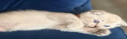 Scottish Fold cats for sale: Scottish Fold X Lilac Ragdoll twins ❤️  - Advert 10