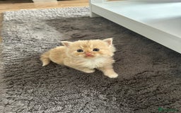 British Longhair cats for sale: Beautiful British longhair kittens - Image 6