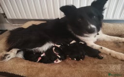 Border Collie dogs for sale: Beautiful litter of border collie puppies - Image 7