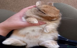 Mixed Breed rabbits for sale: Two Utterly Gorgeous Baby Bunnies - Advert 5