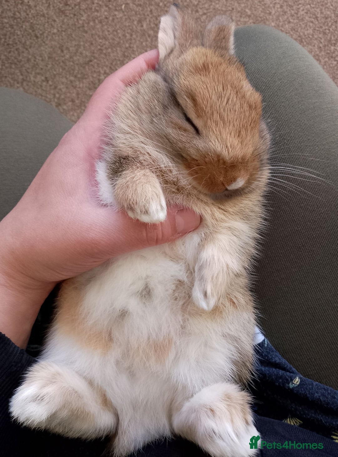 Mixed Breed rabbits for sale: Two Utterly Gorgeous Baby Bunnies - Advert 5