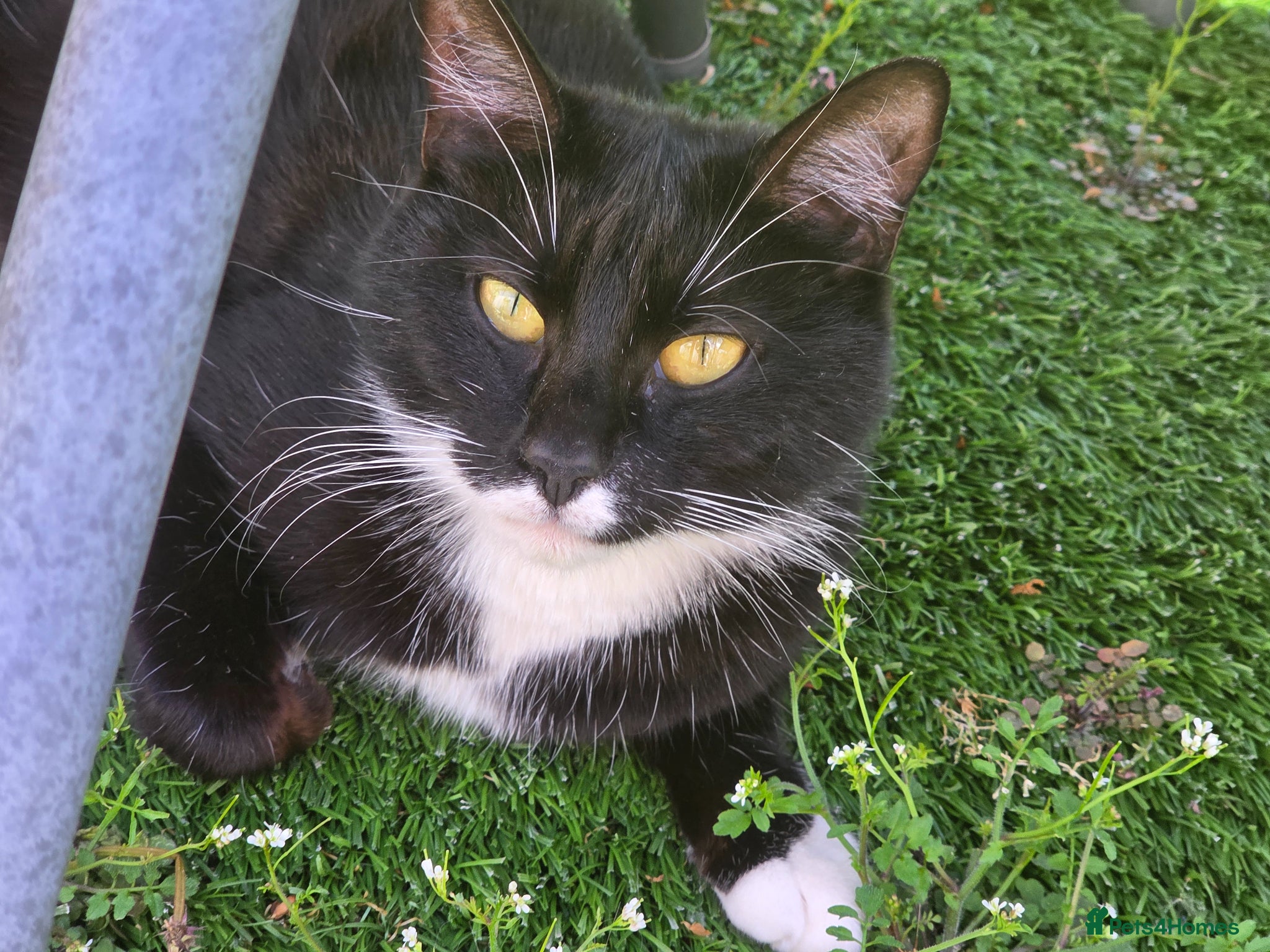 Mixed Breed cats CUTE KITTENS FOR SALE (NEED GO ASAP) - Advert 2