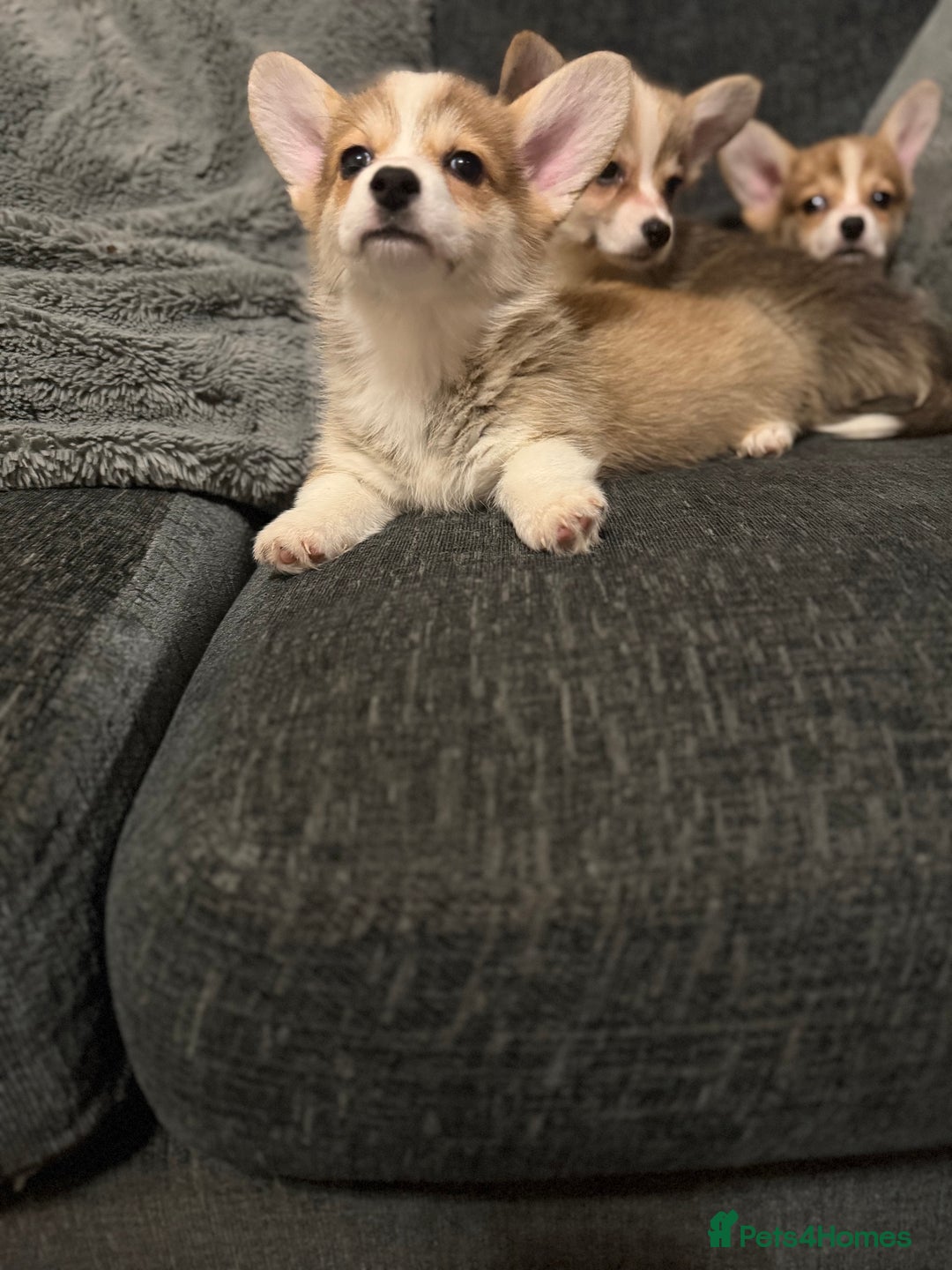 Welsh Corgi Pembroke dogs for sale: Kc reg Pembroke 1 boy left beautiful markings 💙 - Advert 23