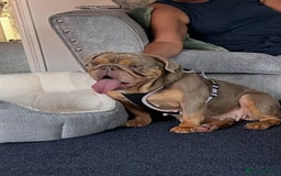 Old Tyme Bulldog dogs for sale: Beautiful Bulldog - Image 1