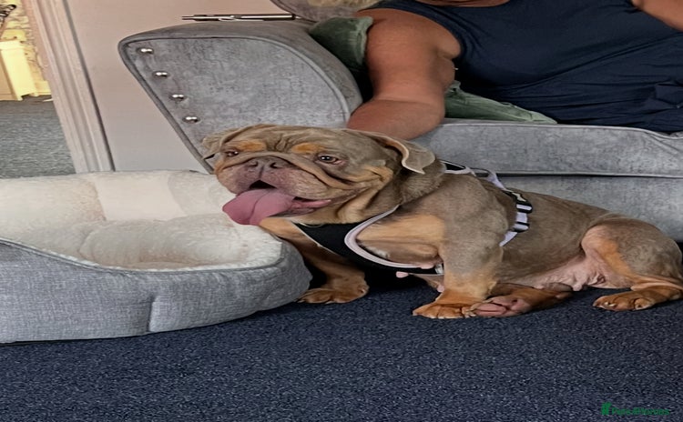 Old Tyme Bulldog dogs - Advert 1