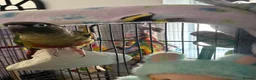 Conures birds for sale: Bonded pair of conures - cage and accessories  - Advert 3