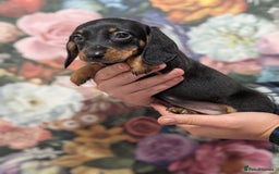 Dachshund dogs for sale: Miniature dachshund  - Image 12