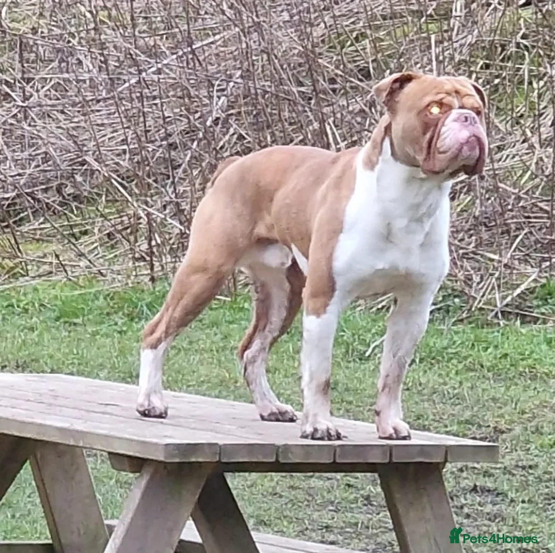 Old Tyme Bulldog dogs for sale: Pregnancy confirmed Old Tyme Bulldog Puppies  - Advert 5