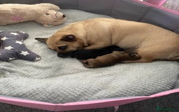 Chihuahua dogs for sale: Beautiful chihuahua pups - Image 7