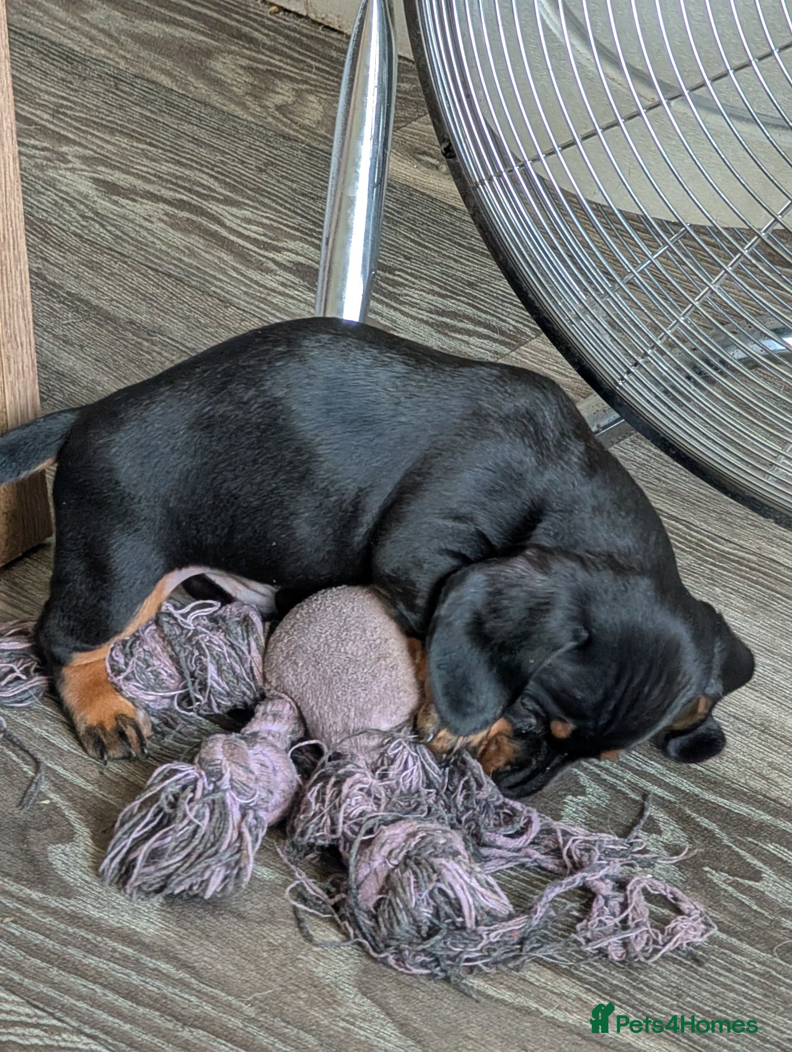 Miniature Dachshund dogs for sale: Adorable Miniature Dachshund Puppies Ready Now in Knottingley - Advert 17