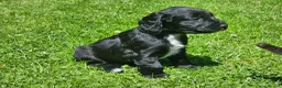 Cocker Spaniel dogs for sale: Cocker Spaniel Puppies in Petworth - Advert 3
