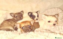 Chihuahua dogs for sale: Tiny Chihuahua girls  - Image 4