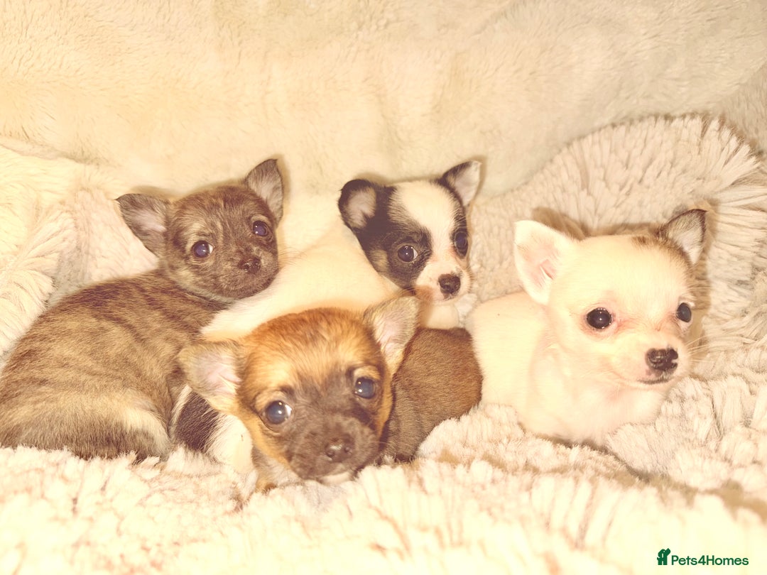 Chihuahua dogs for sale: Tiny Chihuahua girls  - Image 4