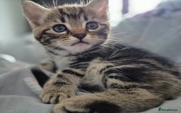 Mixed Breed cats for sale: 4 lovly kittens - Image 9