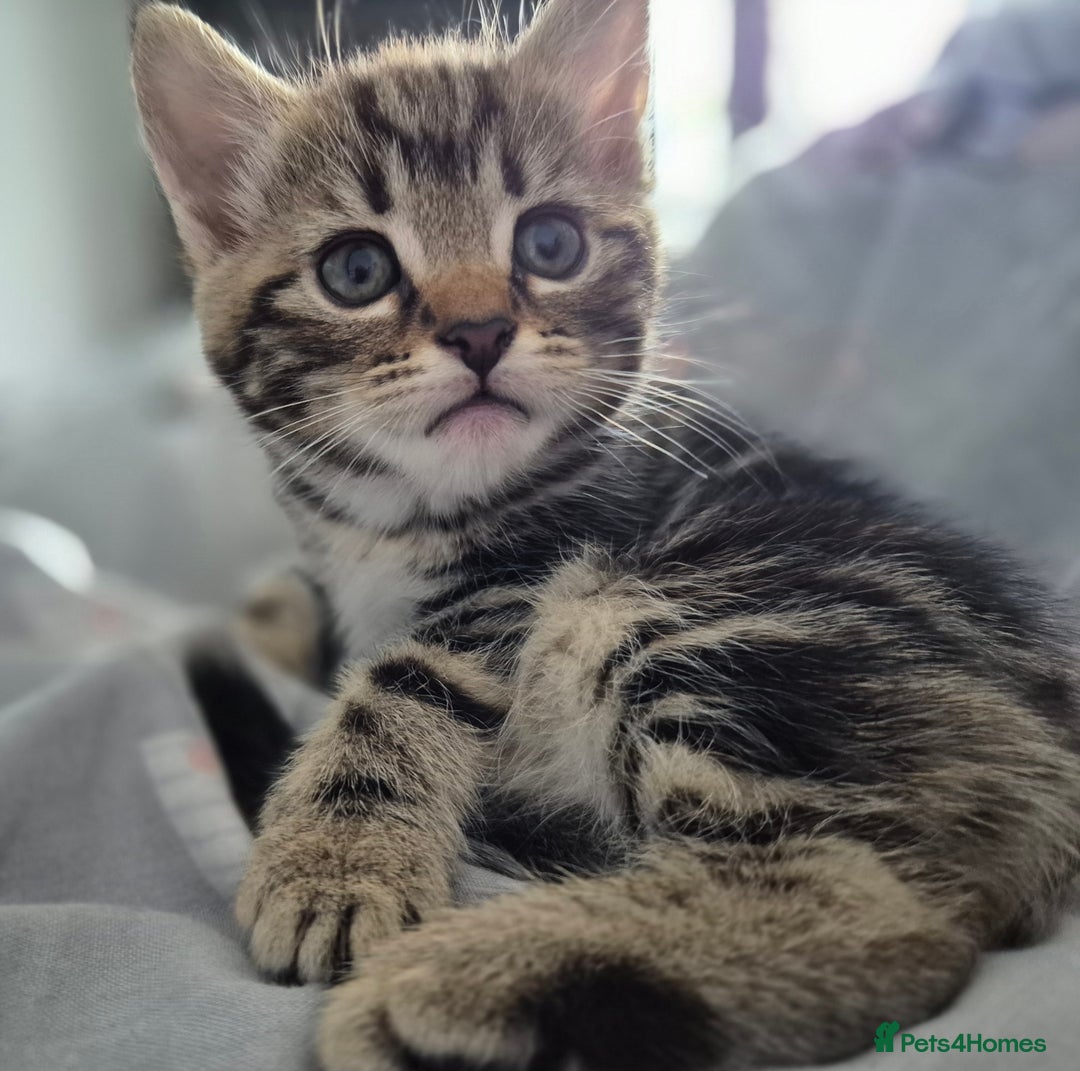 Mixed Breed cats for sale: 4 lovly kittens - Image 9