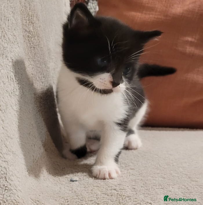 Russian Blue cats Kittens for sale - Advert 1