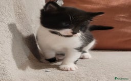 Russian Blue cats for sale: Kittens for sale - Advert 6