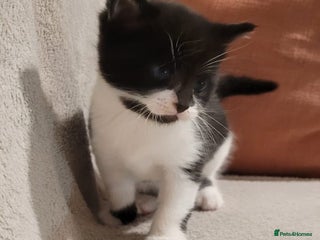 Russian Blue cats Kittens for sale - Advert 16