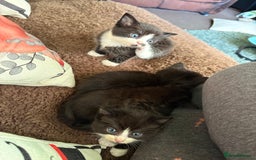 American Shorthair cats for sale: 5 black and white kittens for forever home - Image 19
