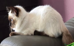 Ragdoll cats for sale: 1 boy/ 1 girl Ready to go - Image 14