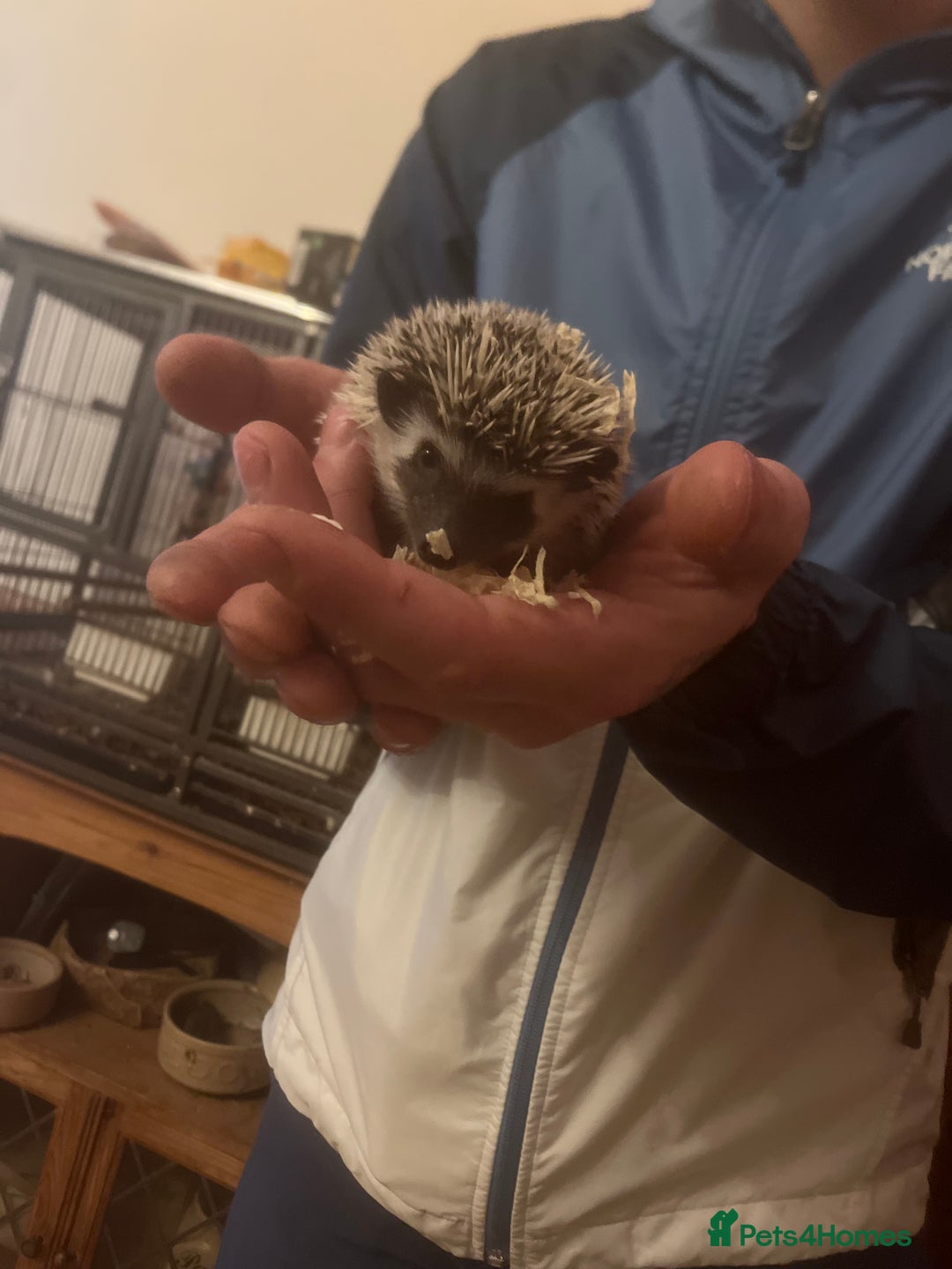 Pygmy Hedgehog rodents for sale: Pygmy hedgehog  - Advert 3