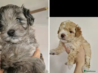 Maltipoo dogs Adorable Maltipoo Boys – Apricot & Silver 💙 - Advert 13