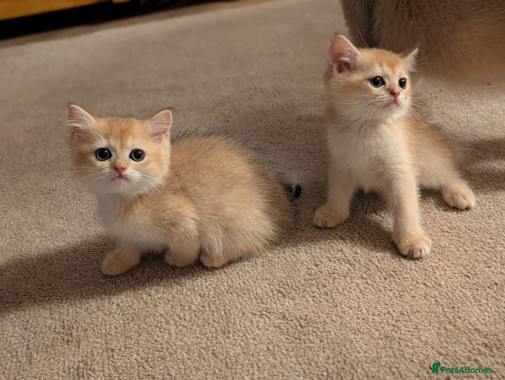 British Shorthair cats TICA British Shorthair Golden Shaded Kittens - Advert 2