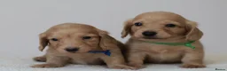 Miniature Dachshund dogs for sale: 5*Licensed+CREAM+LONGHAIR+Kc+PRACLEAR+VetChecked - Advert 13