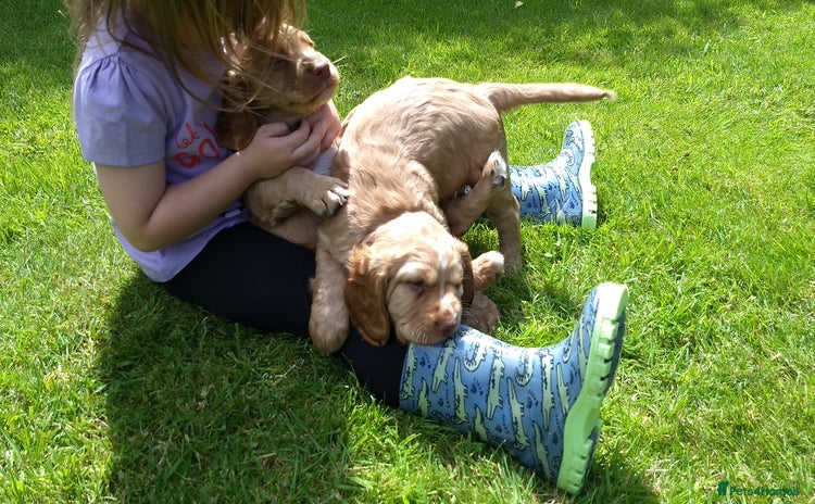 Cocker Spaniel dogs - Advert 6