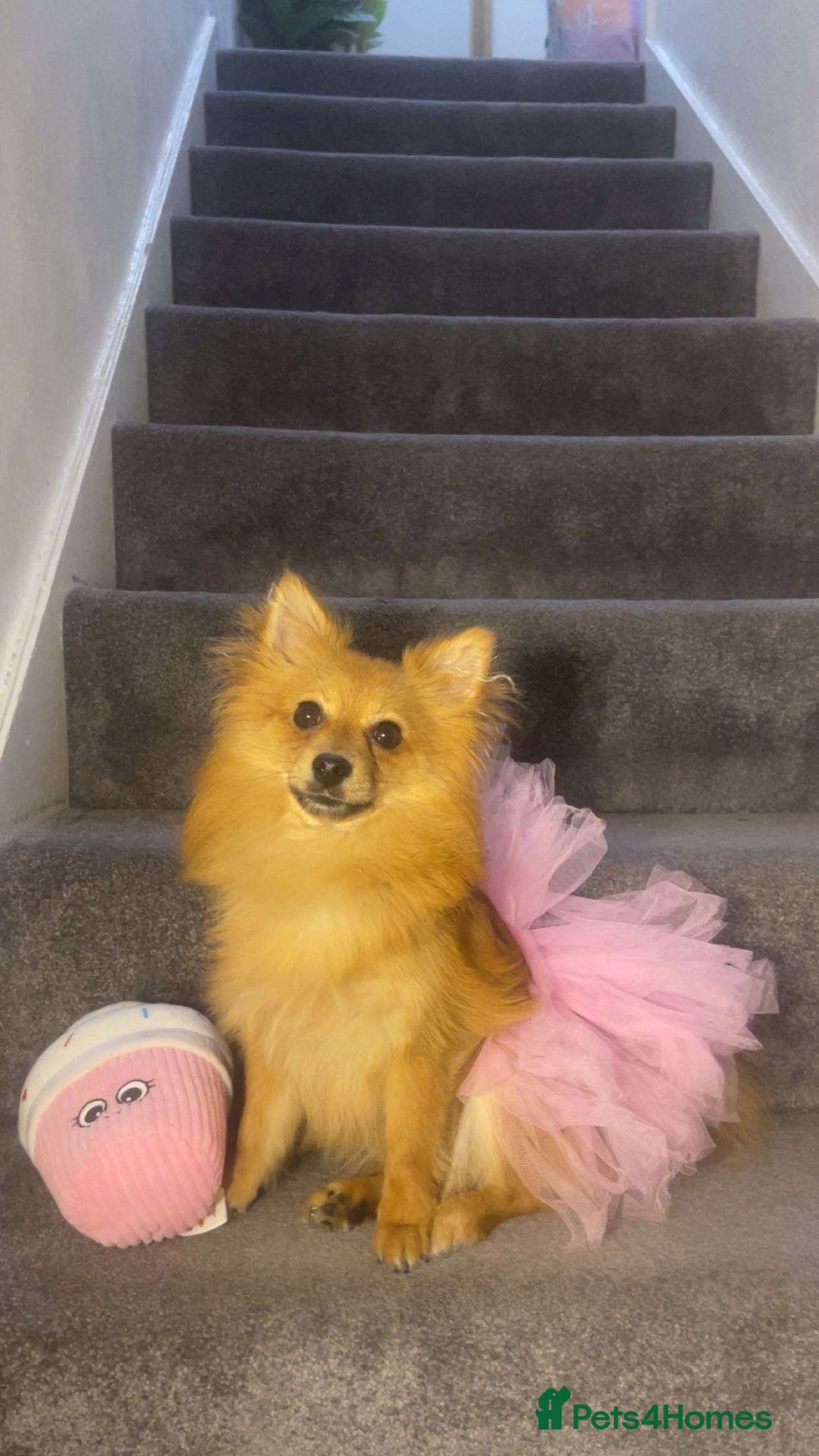 Pomeranian dogs for sale: Girl Pomeranian puppy for Sale - Greenwich, London - Image 3