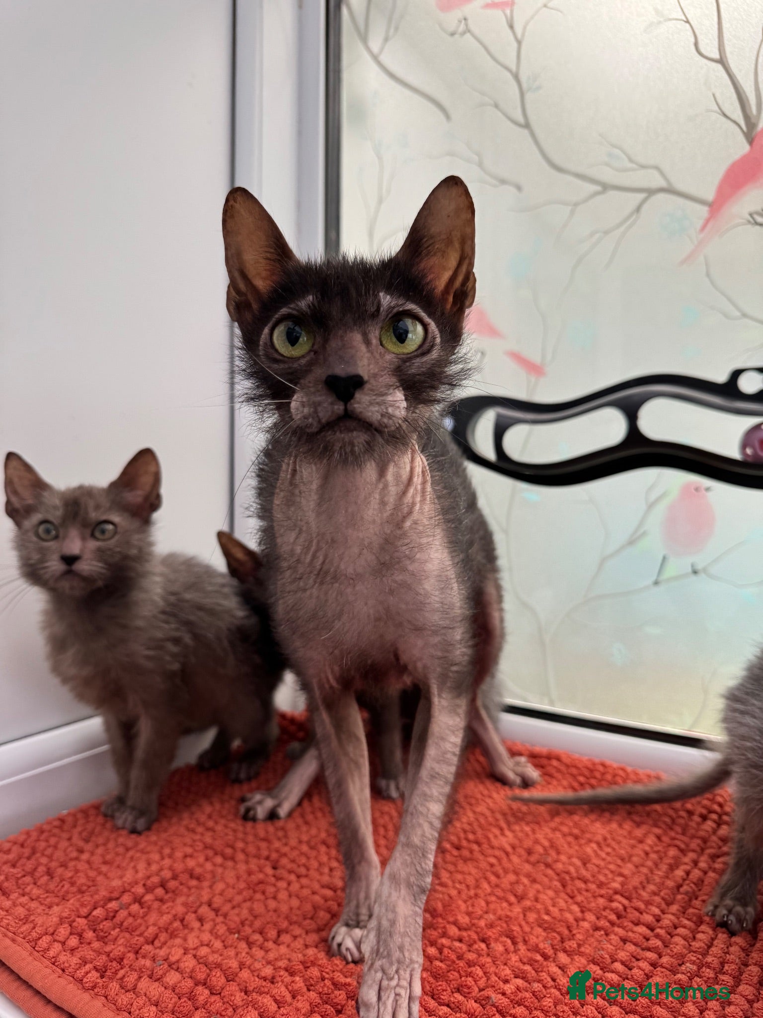 Lykoi cats Unique Lykoi kittens  - Advert 3
