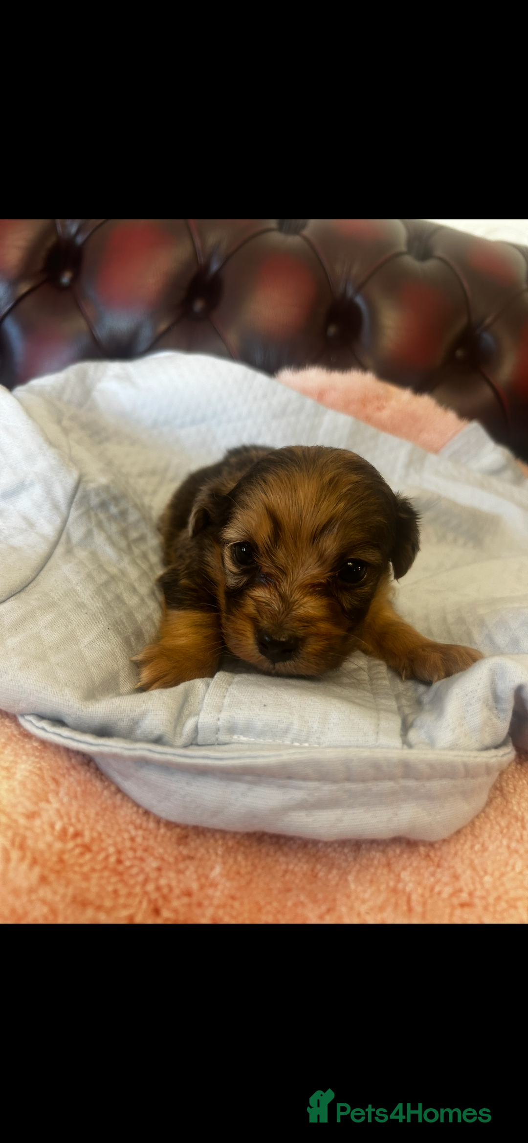 Miniature Dachshund dogs for sale: Miniature dachshund puppies - Advert 10