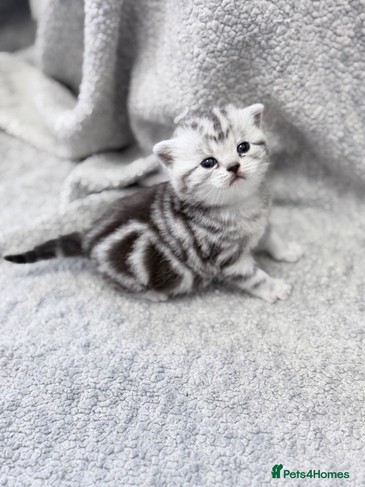 British Shorthair cats GCCF British shorthair silver tabby female kitten  - Advert 2