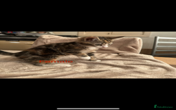 British Shorthair cats for sale: One beautiful Ginger Tom, and his five siblings. - Image 6