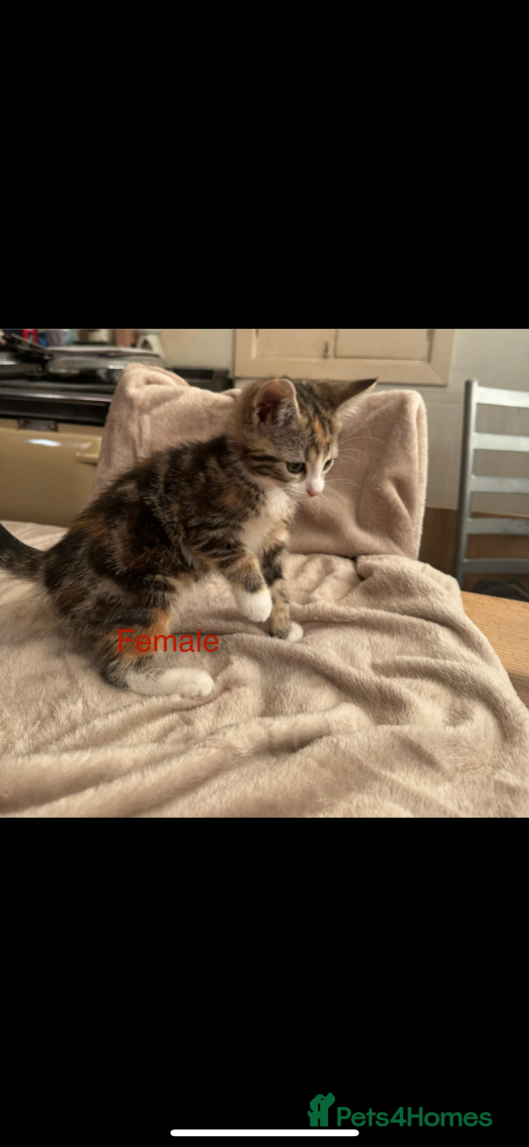 British Shorthair cats for sale: One beautiful Ginger Tom, and his five siblings. - Image 6