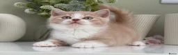 British Shorthair cats for sale: Gorgeous British Kittens - Advert 18