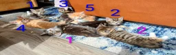 Mixed Breed cats for sale: Gorgeous Tabby Kittens for sale Ready June 17 - Advert 32