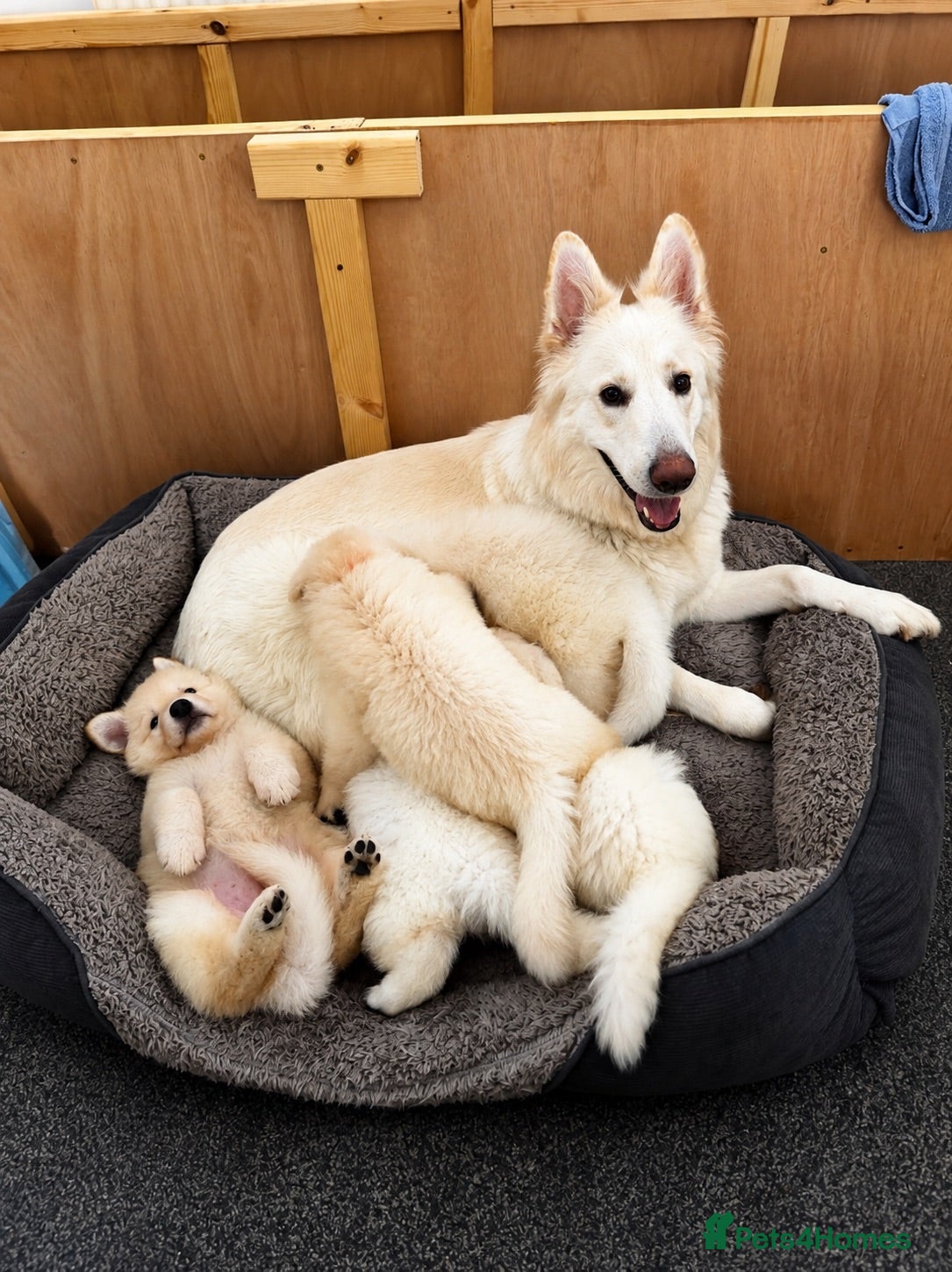 White Swiss Shepherd dogs Swiss white shepherds puppies  - Advert 1